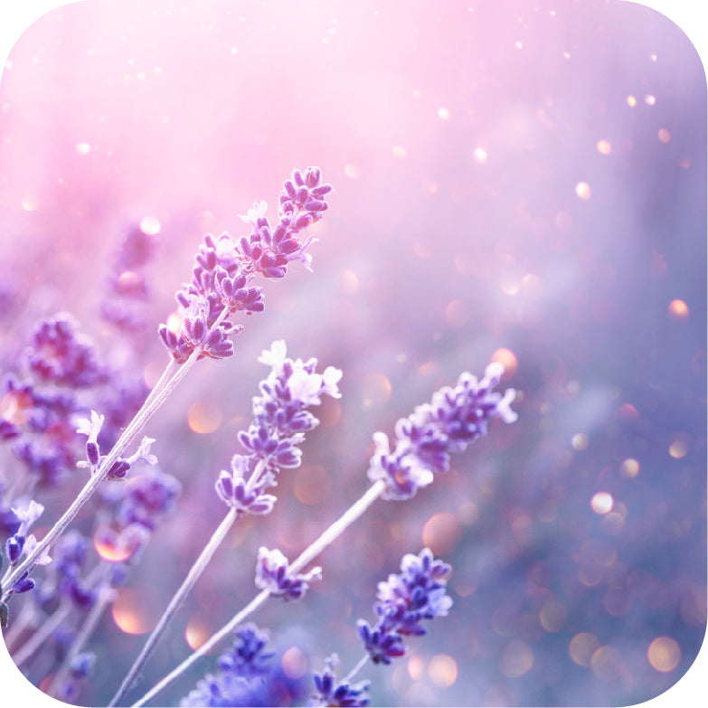 Aromatherapy like no other – Warmies UK