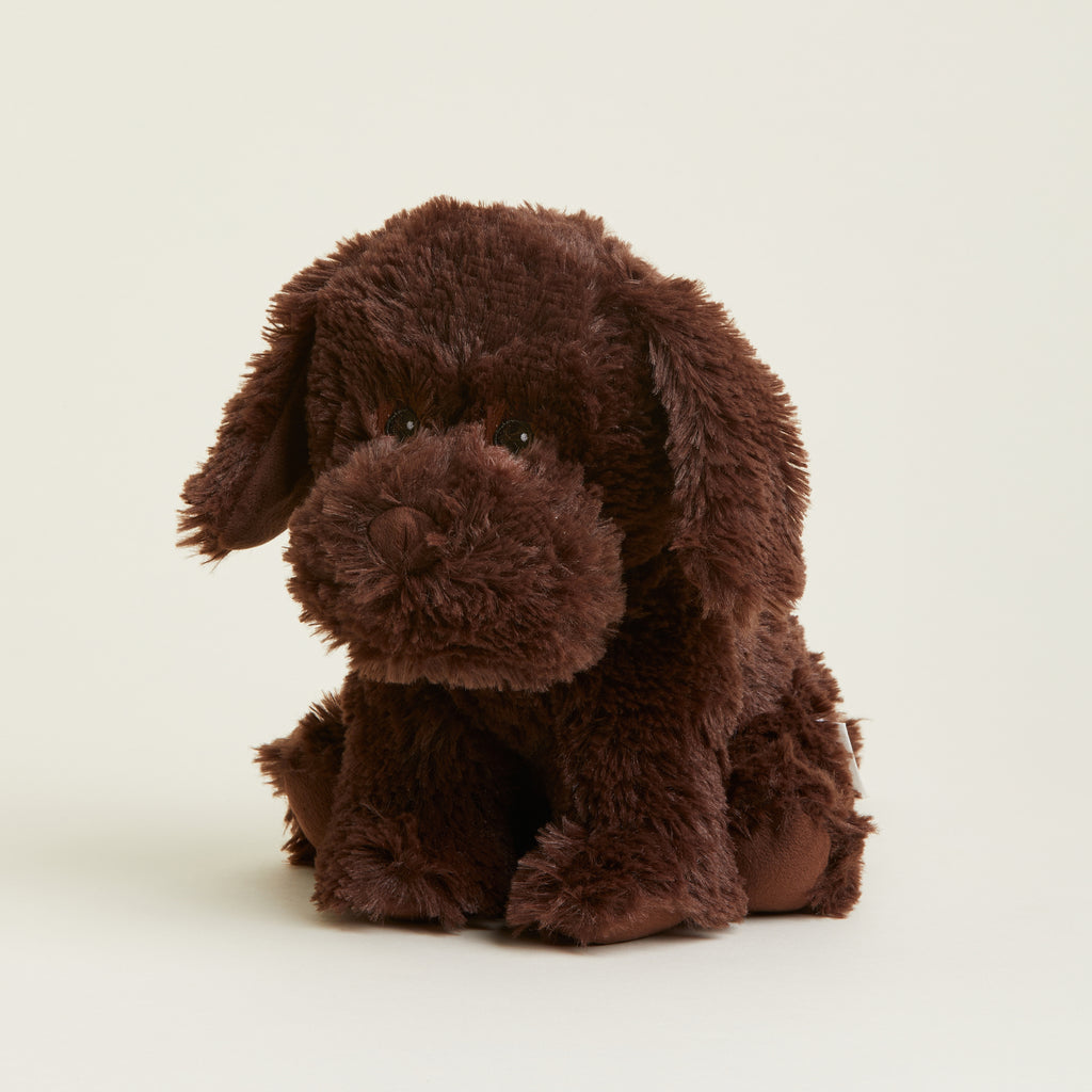 ® Chocolate Labrador